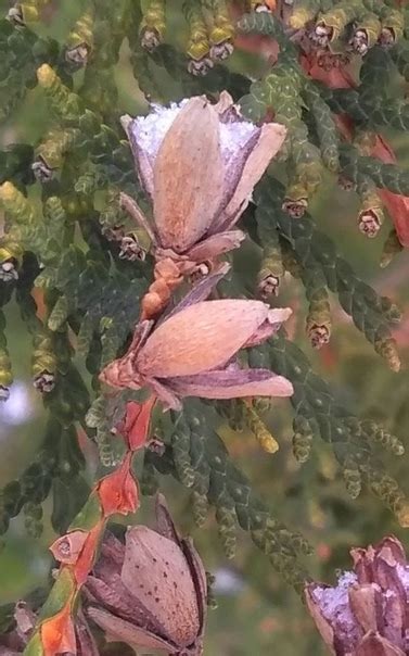 #хвойные #снег #роза #шишка #шишки #бутон #туя Снег в одной из шишек ...