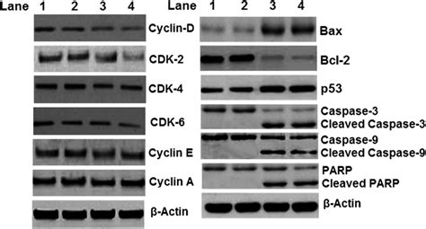 Western Blot Illustrating The Different Protein Expression In Apoptosis