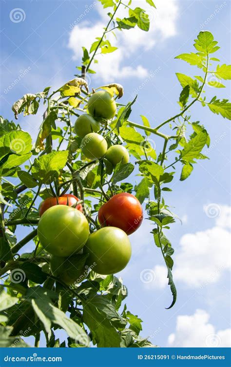 Tomates Verdes Y Rojos En Una Planta Imagen De Archivo Imagen De