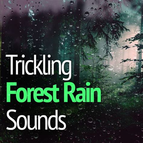 Trickling Forest Rain Sounds Album By Natural Forest Sounds