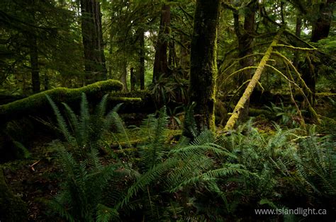 Forest photo from Basil Brook Cortes Island BC, Canada - Island Light Photography