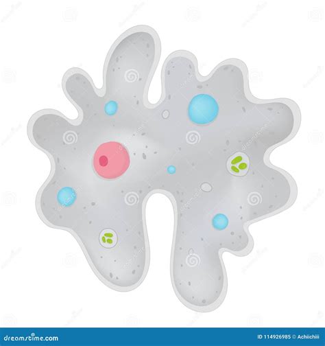 Amoeba Sisters Cell Structure