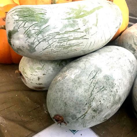 Produce Highlight: The Mysterious Winter Melon - Chico Certified ...