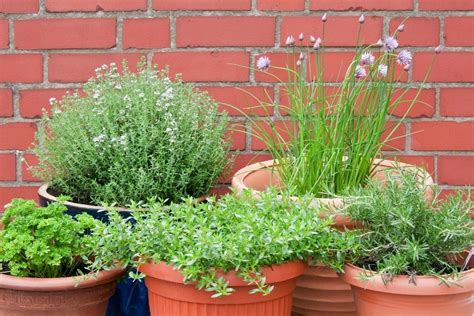 5 Easy Herbs To Grow Garsons