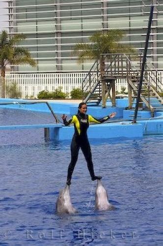 Dolphins Trainer L Oceanografic Valencia Spain | Photo, Information