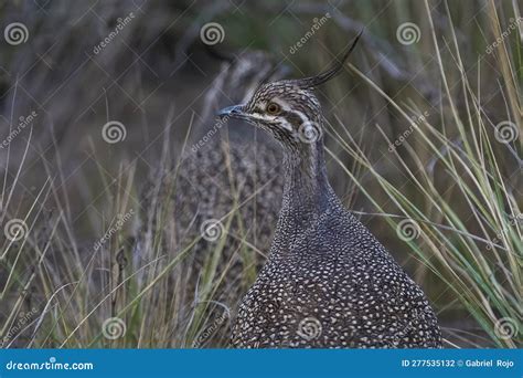 Elegant Crested Tinamou Eudromia Elegans Pampas Grassland Environment