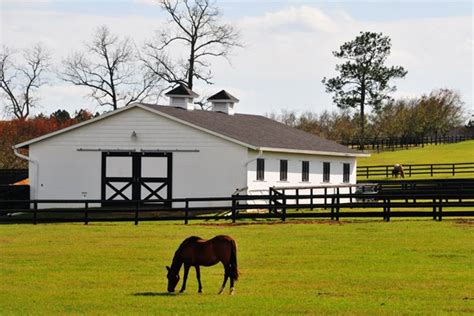 Ocala Central Florida And Beyond Ocala Horse Country