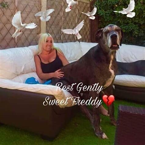 Freddy The World’s Tallest Dog Passes Away At 8 ½ Years Old - G2a-ltc