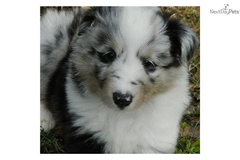 Video Meet Female A Cute Shetland Sheepdog Sheltie Puppy For Sale