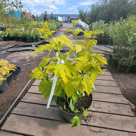 Пузыреплодник калинолистный Лютеус Physocarpus opulifolius Luteus С7 5