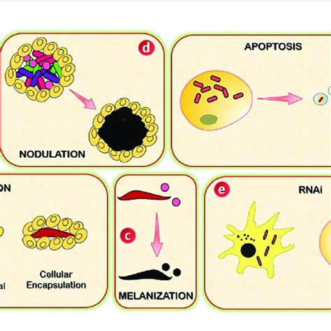 Novel And Conserved Insect Derived Mirnas And Their Immune Targets