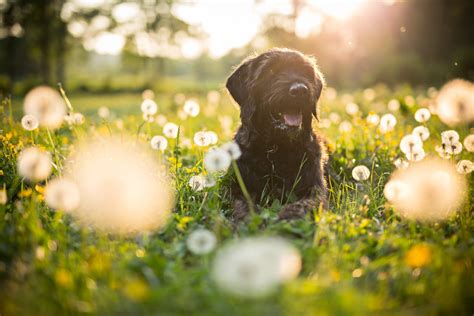 WATT Global Media and the Pet Sustainability Coalition Team Up to