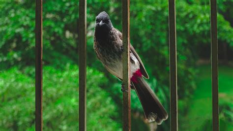 Bulbul Berventilasi Merah Burung Foto Gratis Di Pixabay Pixabay