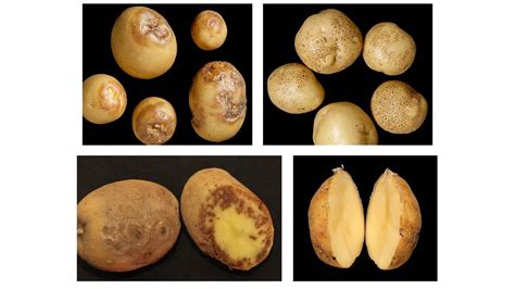 Potato Virus Y (PVY) – Symptoms and Diagnosis | Management of Potato ...