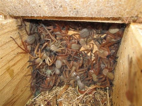 Horrifying Photo of Huntsman Spider Nest Will Haunt You, But Scientists ...