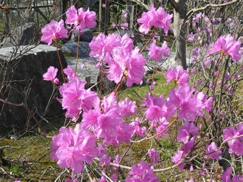 岩手県立博物館のゲンカイツツジ（玄海躑躅）2018年4月21日（土） Peaの植物図鑑