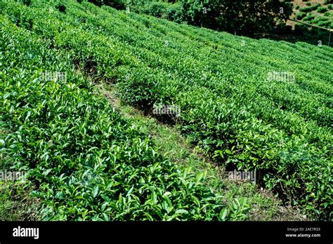 Green Tea Farm In Spring Tea Plantation Stock Photo Alamy