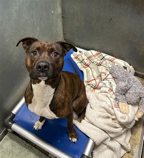 Adoptable... - Adoptable Animals at the Oak Ridge Shelter