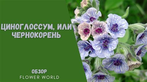 Циноглоссум, или Чернокорень лекарственный. - YouTube