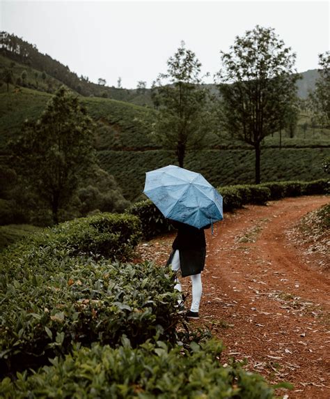 7 Things To Do In Munnar The Tea Capital Of Kerala — Along Dusty Roads