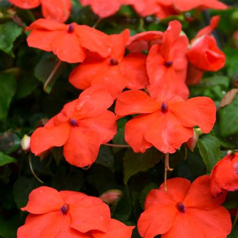 Impatiens Beacon Orange | Gertens Garden Center