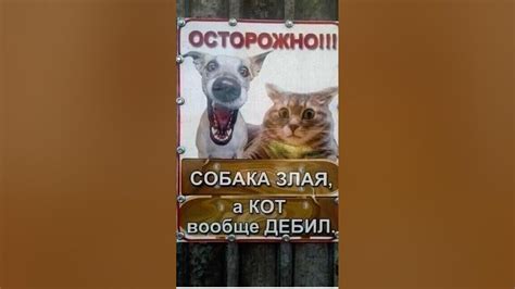Собака злая а кот вообще дебил - YouTube