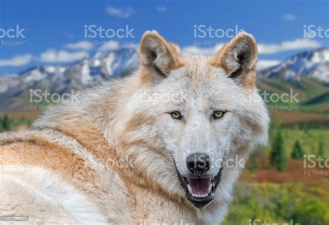 Northwestern Wolf Mackenzie Valley Wolf Subspecies Of Gray Wolf Native