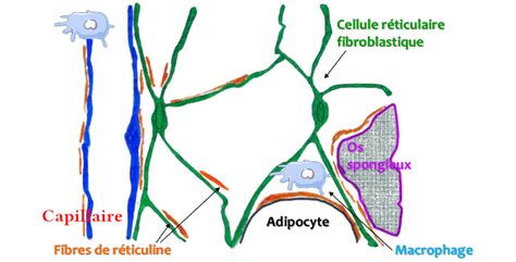 Histologie Du Tissu Sanguin