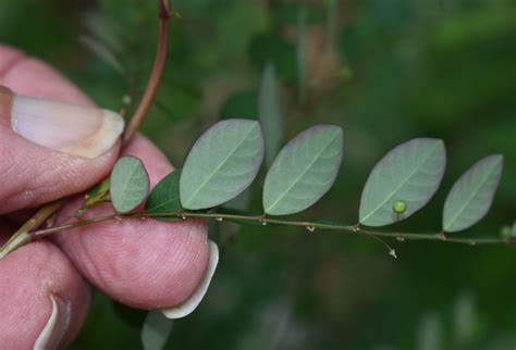 Phyllanthus Tenellus Cairns QLD 12 01 23 E65980a Russell Cumming