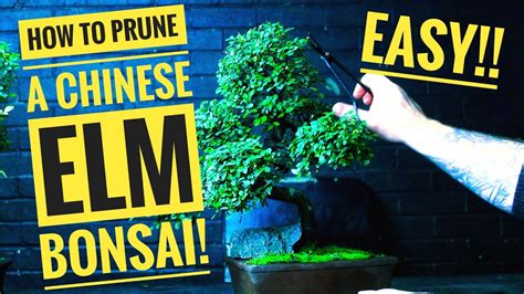 Unlock The Art Of Chinese Elm Bonsai Pruning Secrets Exposed Youtube