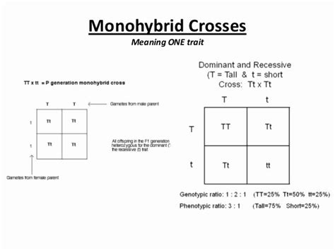 50 Monohybrid Cross Practice Problems Worksheet – Chessmuseum Template ...