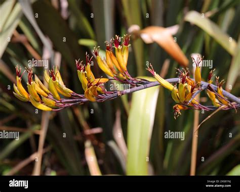 Mountain Flax Phormium Cookianum Hemerocallidaceae New Zealand Stock