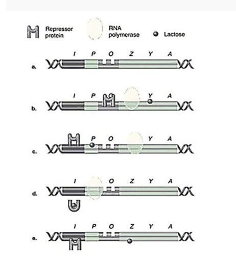 Micro Chapter Microbial Genetics Flashcards Quizlet