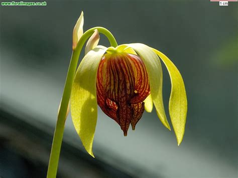 Darlingtonia californica, picture 2 of 2