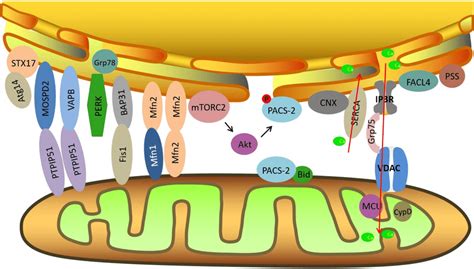 Schematic Diagram Of Endoplasmic Reticulum Er Mitochondria Contact