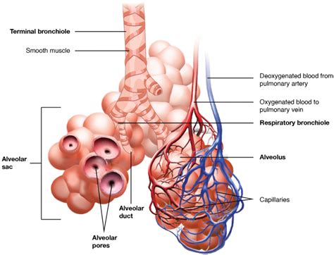 8.1 Organs and Structures of the Respiratory System – Fundamentals of