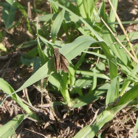 Ocola Skipper From Richland County SC USA On July 6 2024 At 09 30 AM