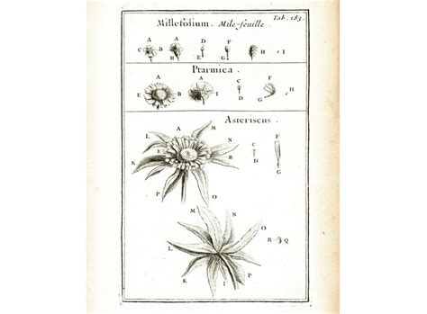 1797 Antique Yarrow Achillea Millefolium Medicinal Plant Lithograph Botanical Natural History