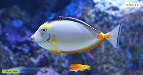 Sick Fish Symptoms: Understanding Fish Weakness - Kobi Pets