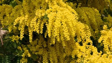 How to Plant, Grow, and Care for Mimosa Tree - Full Guide - 2023