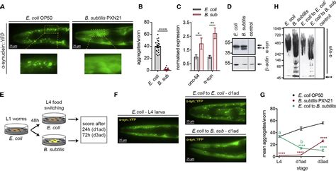 Probiotic Bacillus Subtilis Protects Against Synuclein Aggregation In