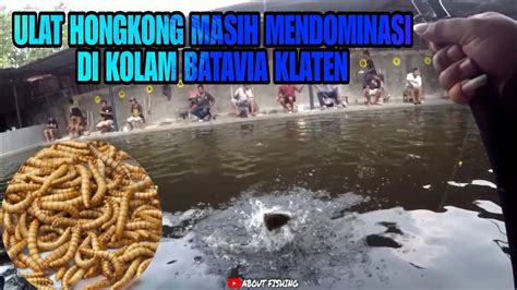 Galatama Bawal Dengan Umpan Ulat Hongkong Dikolam Batavia Klaten Youtube