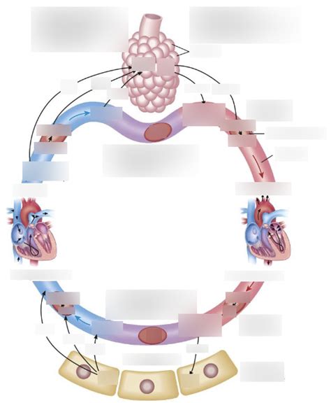 oxygen transport in the blood Diagram | Quizlet