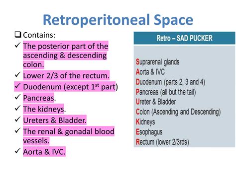 solution retroperitoneal space studypool