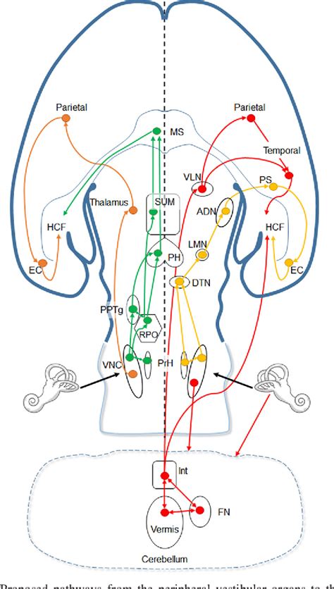 Figure From The Modulation Of Hippocampal Theta Rhythm By The