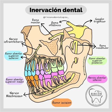 C D Vanessa Rios On Instagram Inervaci N Dental El Sistema