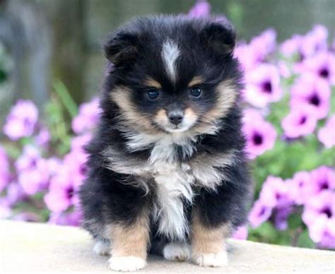 23+ Pomeranian Pomchi Pomsky Full Grown Pomeranian Husky Teacup Dogs - l2sanpiero