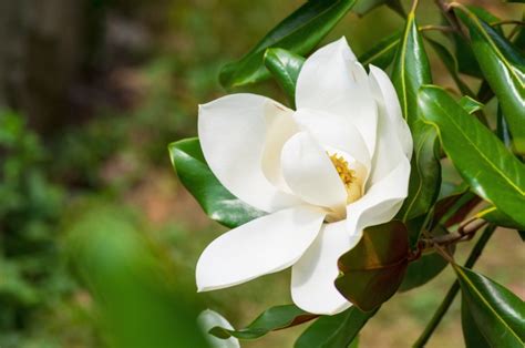 Growing Guide: How to Grow Magnolia Trees - Garden Lovers Club