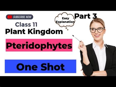 Class 11 Plant Kingdom Pteridophytes YouTube