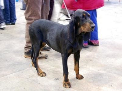 cancer: Black and Tan Coonhound Dog